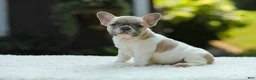 French Bulldog dogs for sale: Jade - Ad 4