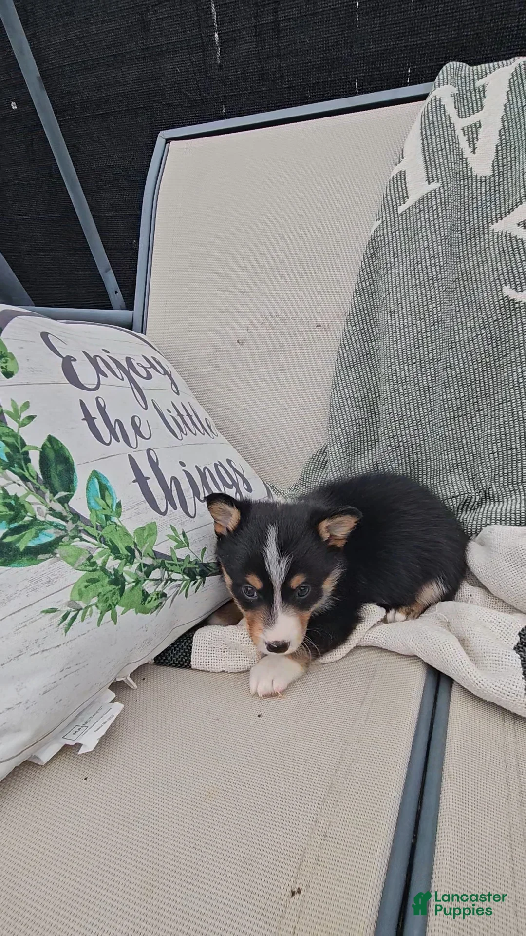 Mixed Breed dogs for sale: Rhett - Ad 8