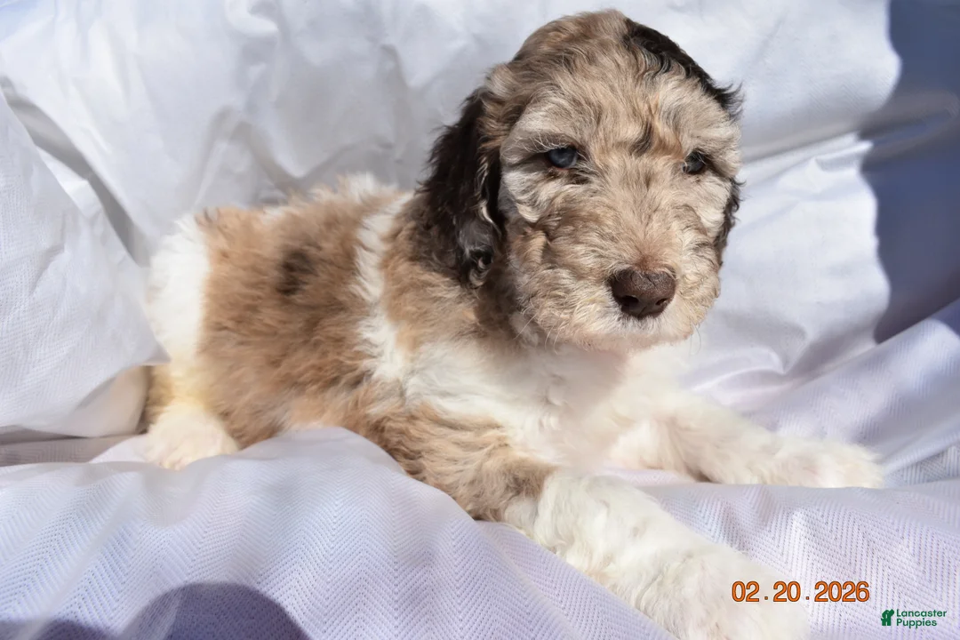 Newfypoo dogs for sale: Light Pink - Ad 3