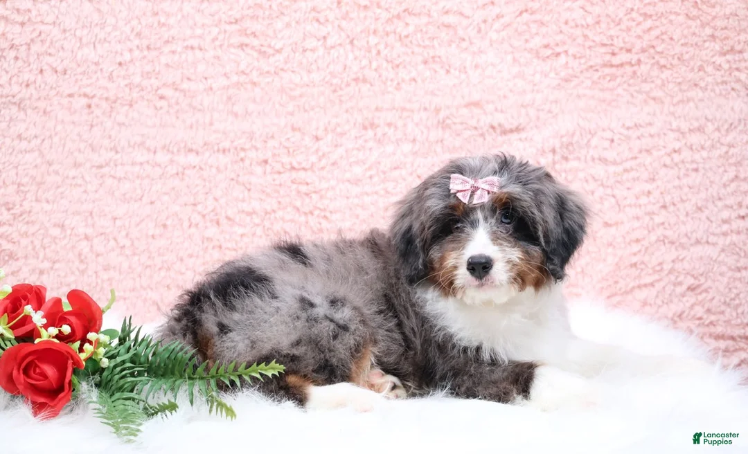 Mini Bernedoodle dogs for sale: Banjo - Ad 2