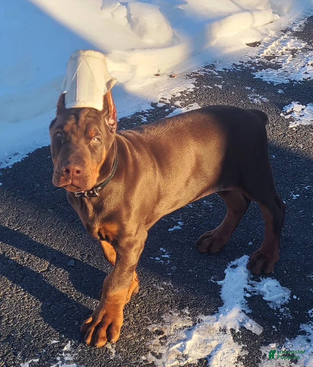 Doberman Pinscher dogs for sale: Gustav  - Ad 15
