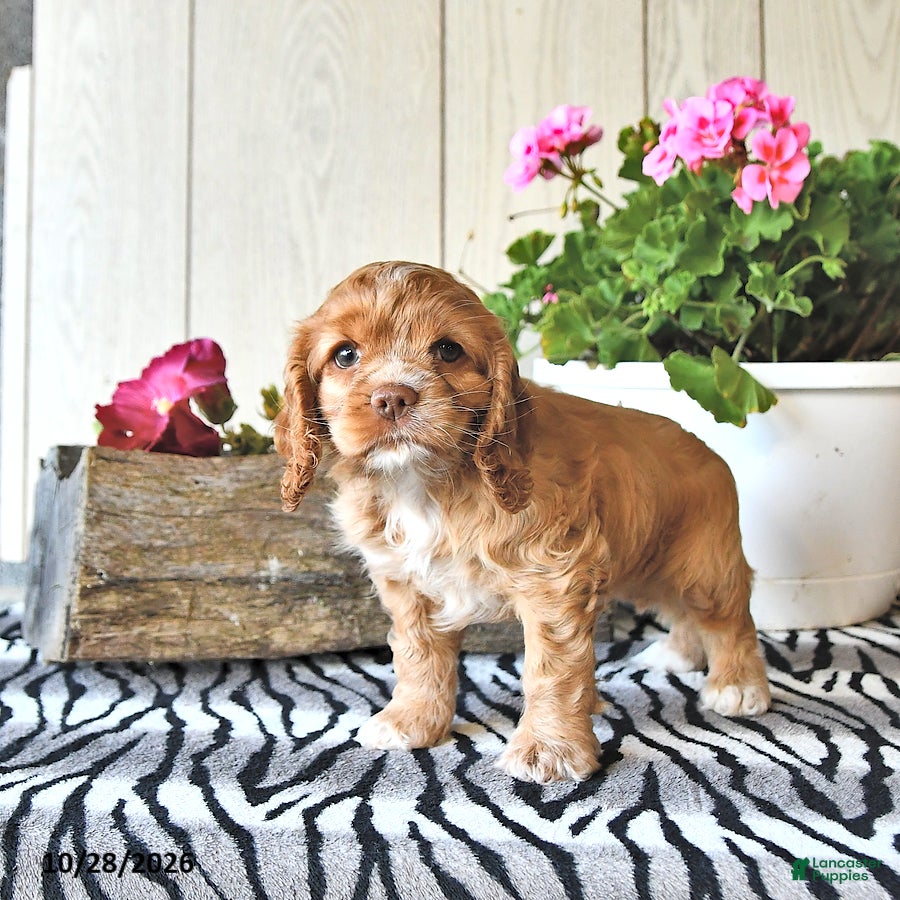 Cocker Spaniel dogs for sale: Rose  - Ad 2