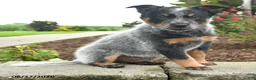 Australian Cattle Dog dogs for sale: Flash - Ad 3