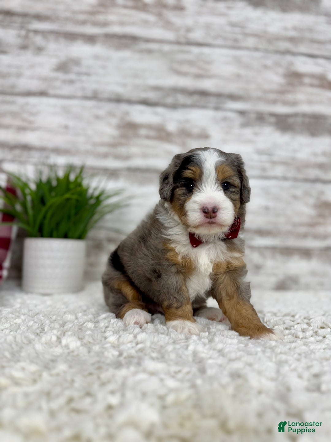 Mini Bernedoodle dogs for sale: Vince - Ad 4