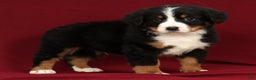 Bernese Mountain Dog dogs for sale: Ty - Ad 7
