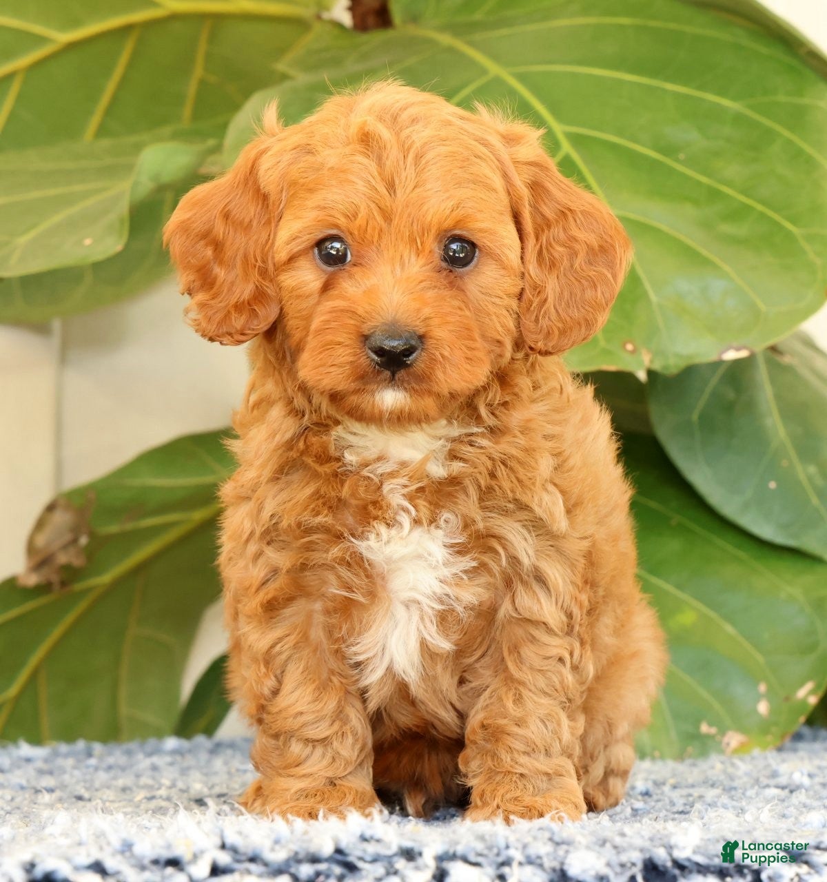 Cavapoo dogs Asher - Ad 2