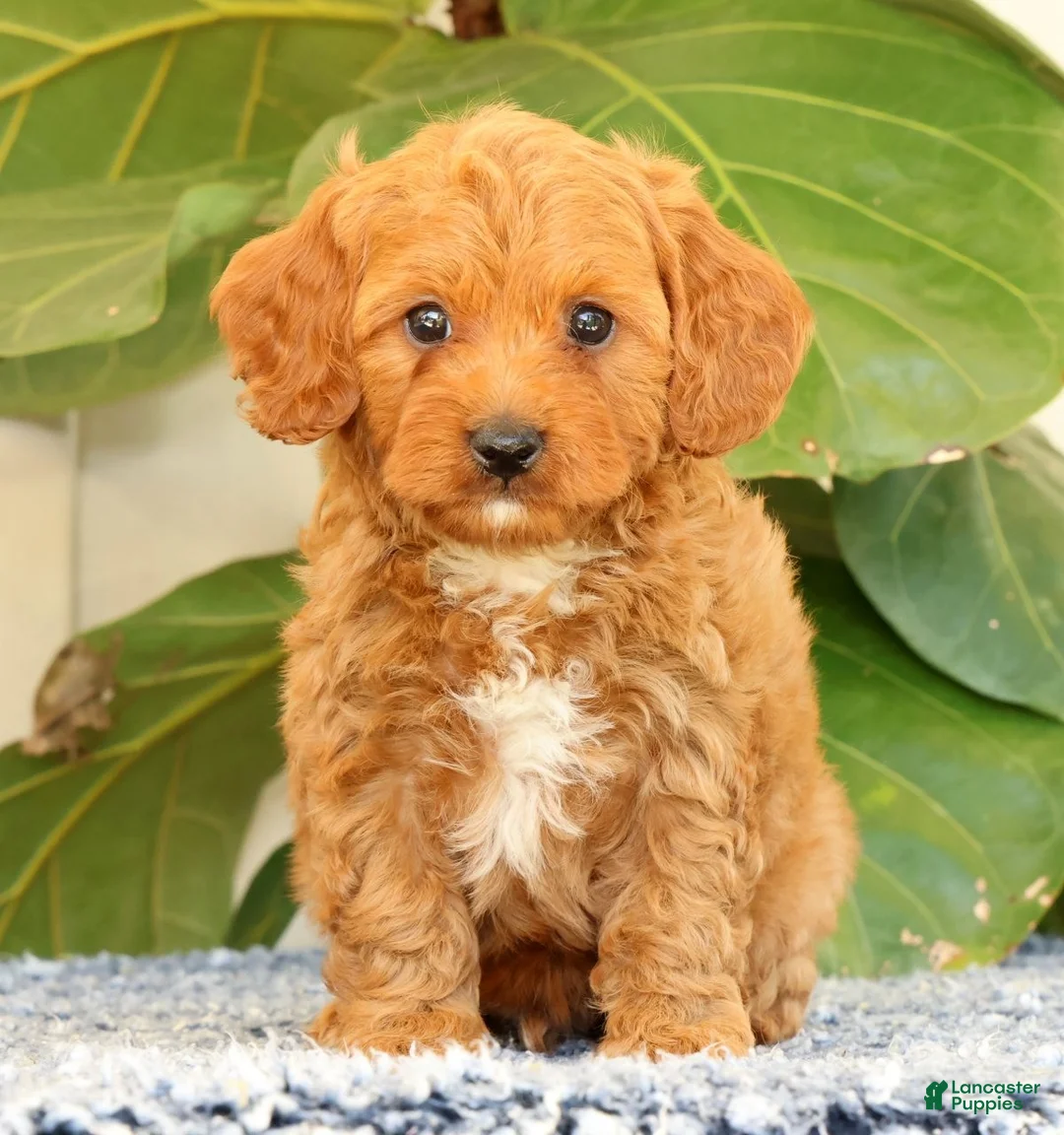 Cavapoo dogs for sale: Asher - Ad 2