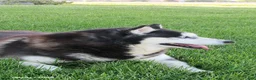 Siberian Husky dogs for sale: Mayla - Ad 3