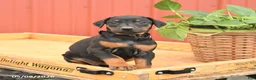 Doberman Pinscher dogs for sale: Rhianna - Ad 4