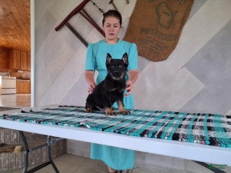 German Shepherd dogs for sale: Patrick - Ad 1