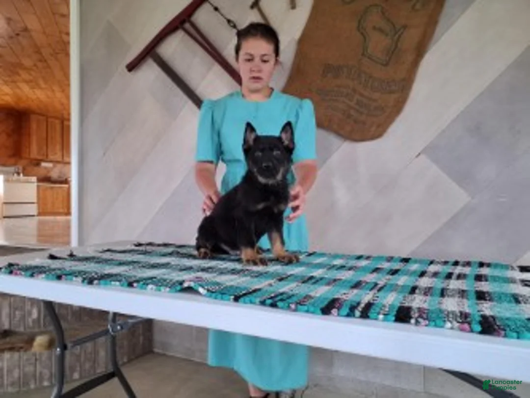German Shepherd dogs for sale: Patrick - Ad 1