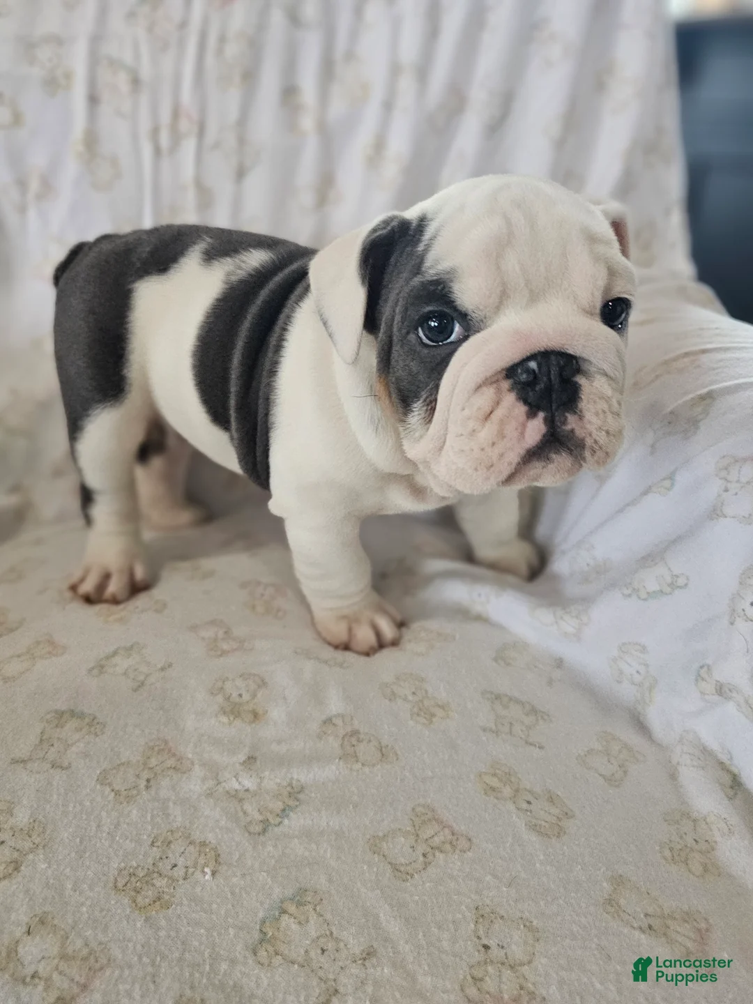 English Bulldog dogs for sale: Willis - Ad 4