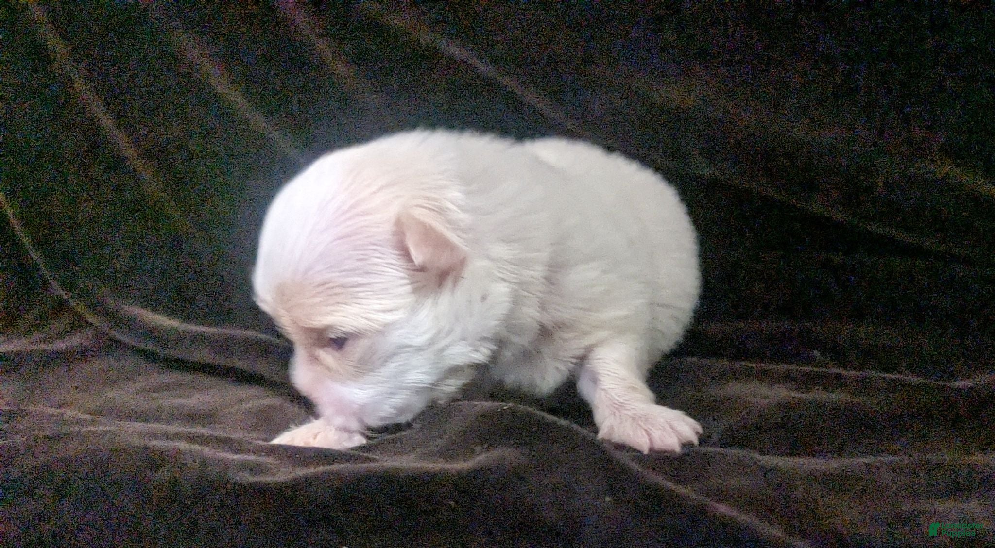 Chihuahua dogs Priscilla LC  Apple Head   - Ad 2