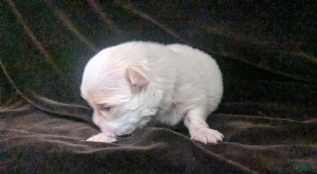 Chihuahua dogs for sale: Priscilla LC  Apple Head   - Ad 1