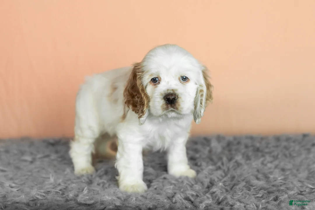 Cocker Spaniel dogs for sale: Wrigley  - Ad 2