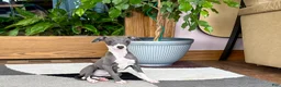 Italian Greyhound dogs for sale: Italian Greyhound 4 blue girl  - Ad 10