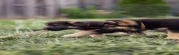 German Shepherd dogs for sale: Apollo - Ad 6