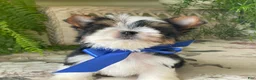 Biewer Terrier dogs for sale: Whisper - Ad 7