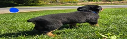 Rottweiler dogs for sale: Rottweiler blue collar male  - Ad 2
