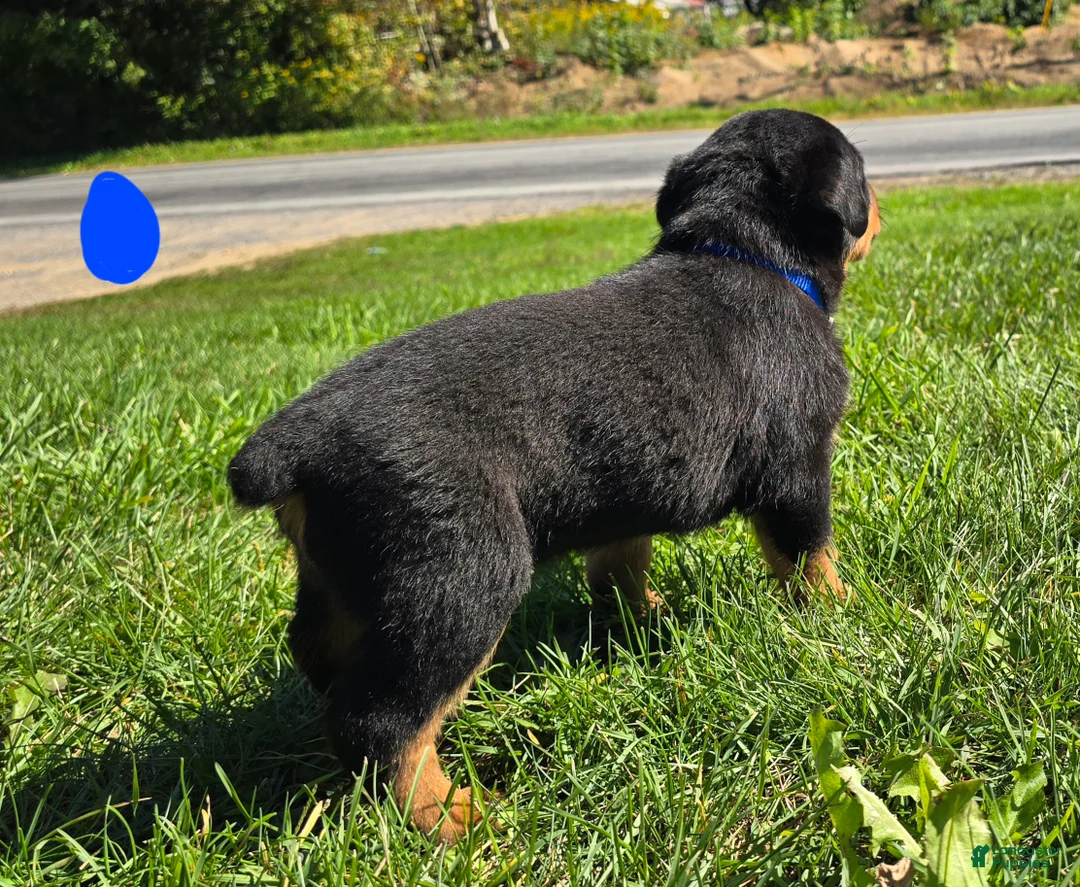 Rottweiler dogs for sale: Rottweiler blue collar male  - Ad 2