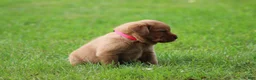 Labrador Retriever dogs for sale: Labrador Retriever 3 - Ad 4