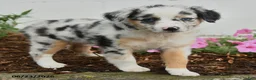 Miniature Australian Shepherd dogs for sale: Pansey - Ad 4