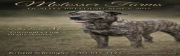 Mixed Breed dogs for sale: Fila Sao Miguel x Belgian Malinois Puppy 1 - Ad 13