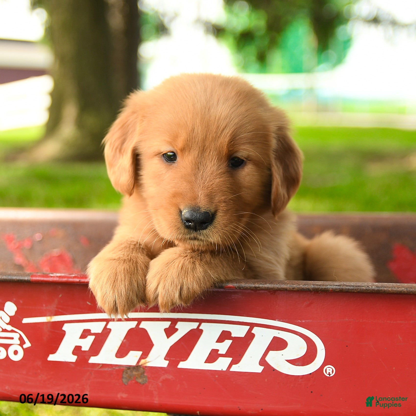 Golden Retriever dogs Chanelle - Ad 6