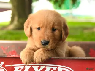 Golden Retriever dogs Chanelle - Ad 6