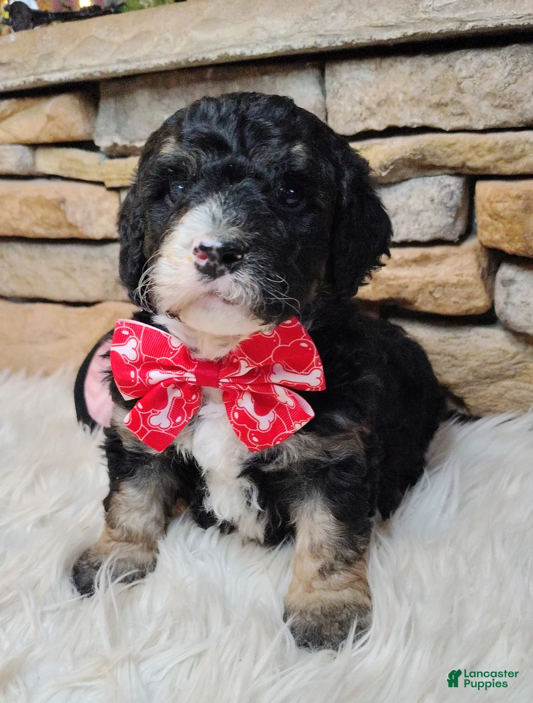 Saint Berdoodles dogs for sale: Frodo F1b Mini St Berdoodle  - Ad 3