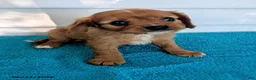 Cavalier King Charles Spaniel dogs for sale: Levi - Ad 4