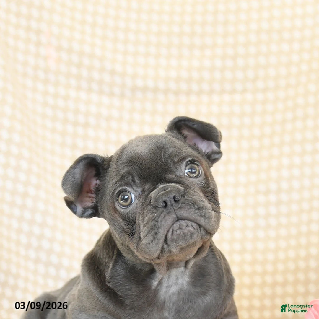 French Bulldog dogs for sale: Joy - Ad 5