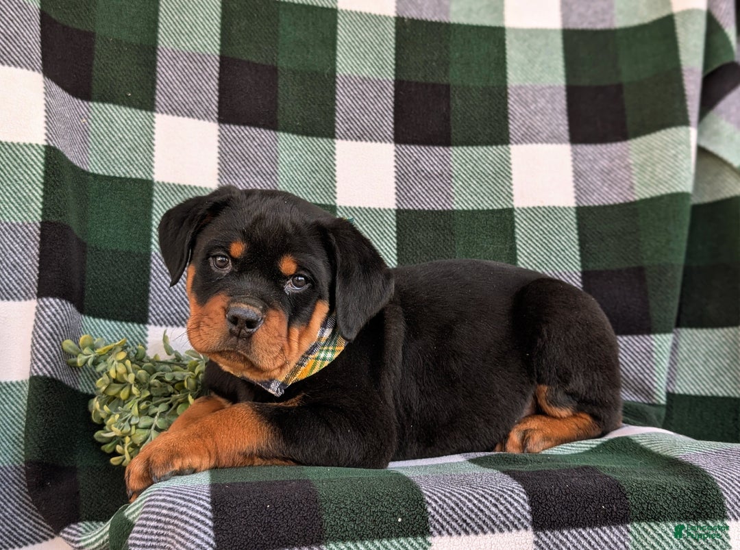 Rottweiler dogs for sale: Byrnes - Ad 6