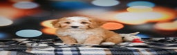 Mini Bernedoodle dogs for sale: Madi - Ad 4