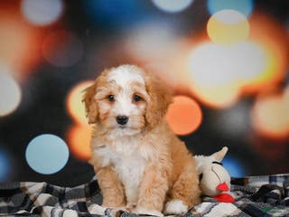 Mini Bernedoodle dogs Madi - Ad 20