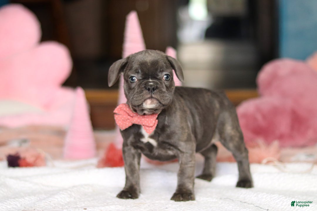 French Bulldog dogs for sale: Jenna - Ad 4