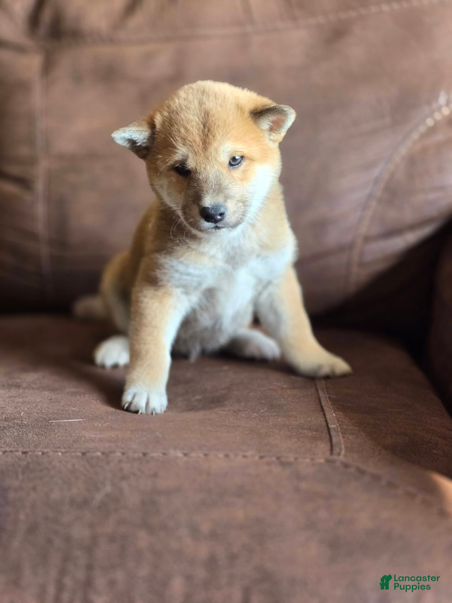 Mal Shiba Inu Puppies for sale | Lancaster Puppies