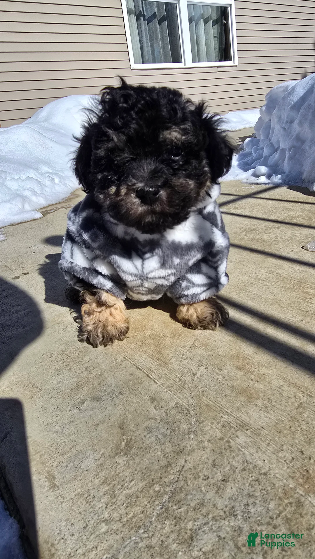 Toy Poodle dogs for sale: Blake - Ad 5