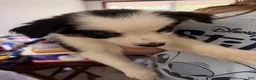 Border Collie dogs for sale: Border Collie 5 - Ad 4