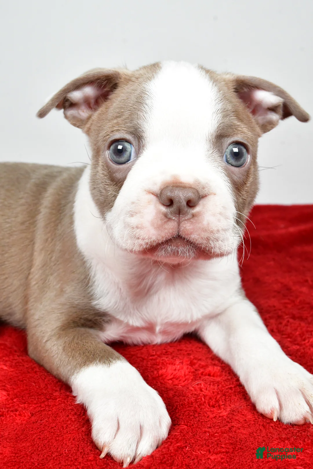 Boston Terrier dogs for sale: Spike  - Ad 1