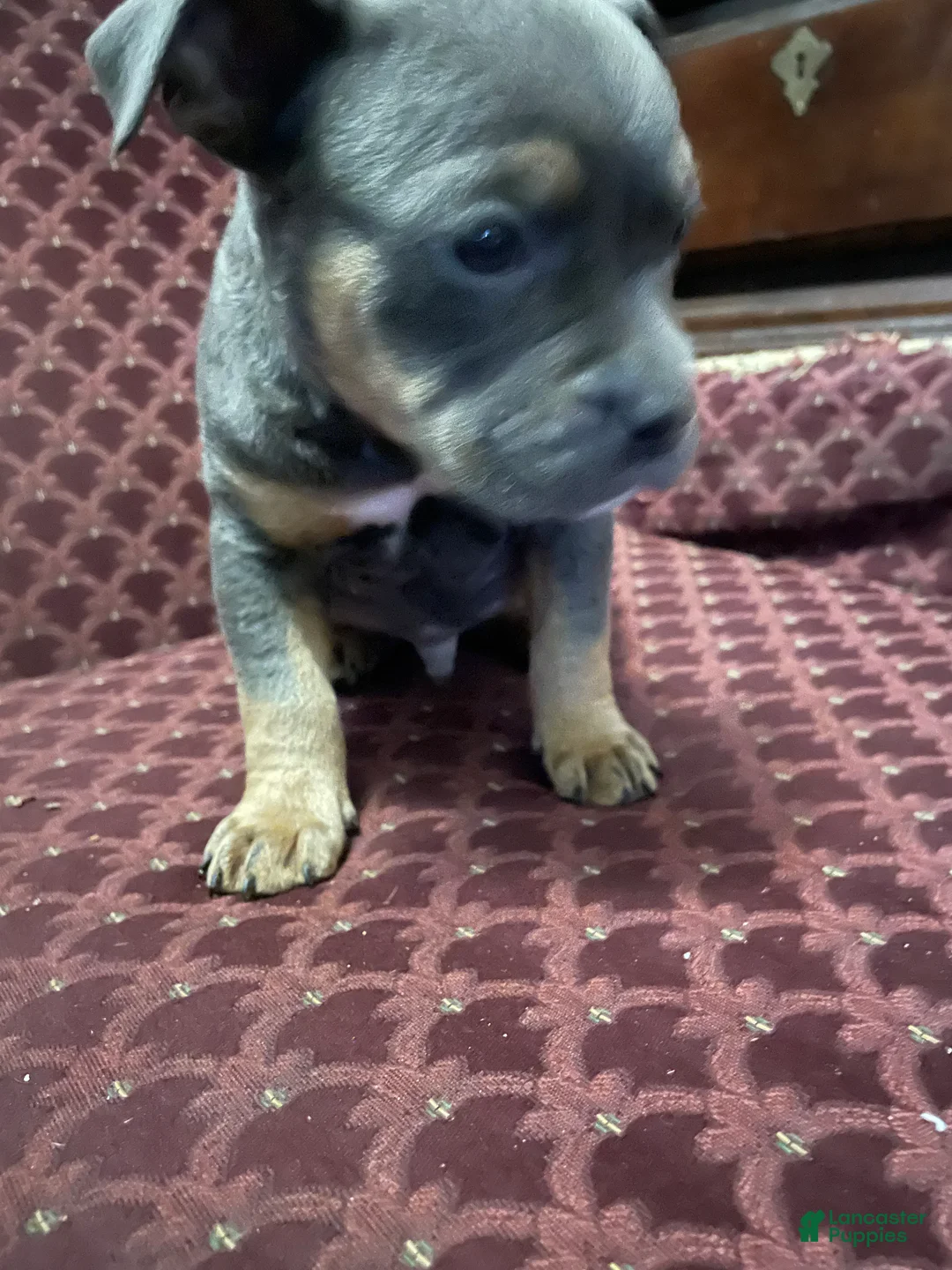 American Bully dogs for sale: American Bully Puppy 4 - Ad 7