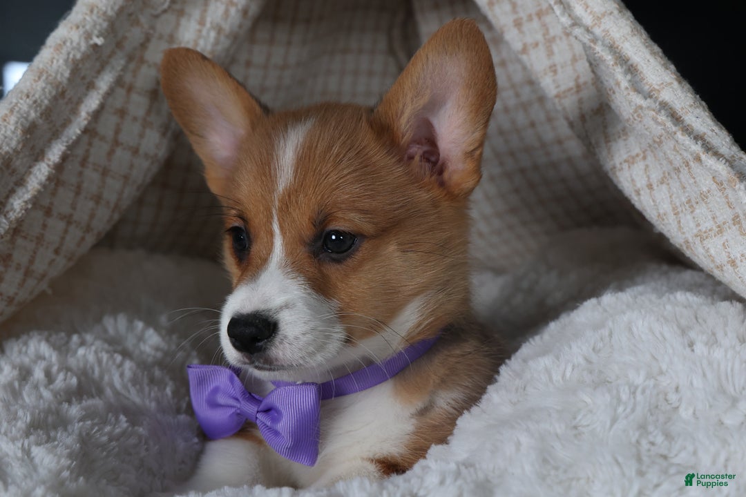 Welsh Corgi Pembroke dogs for sale: Holden - Ad 22