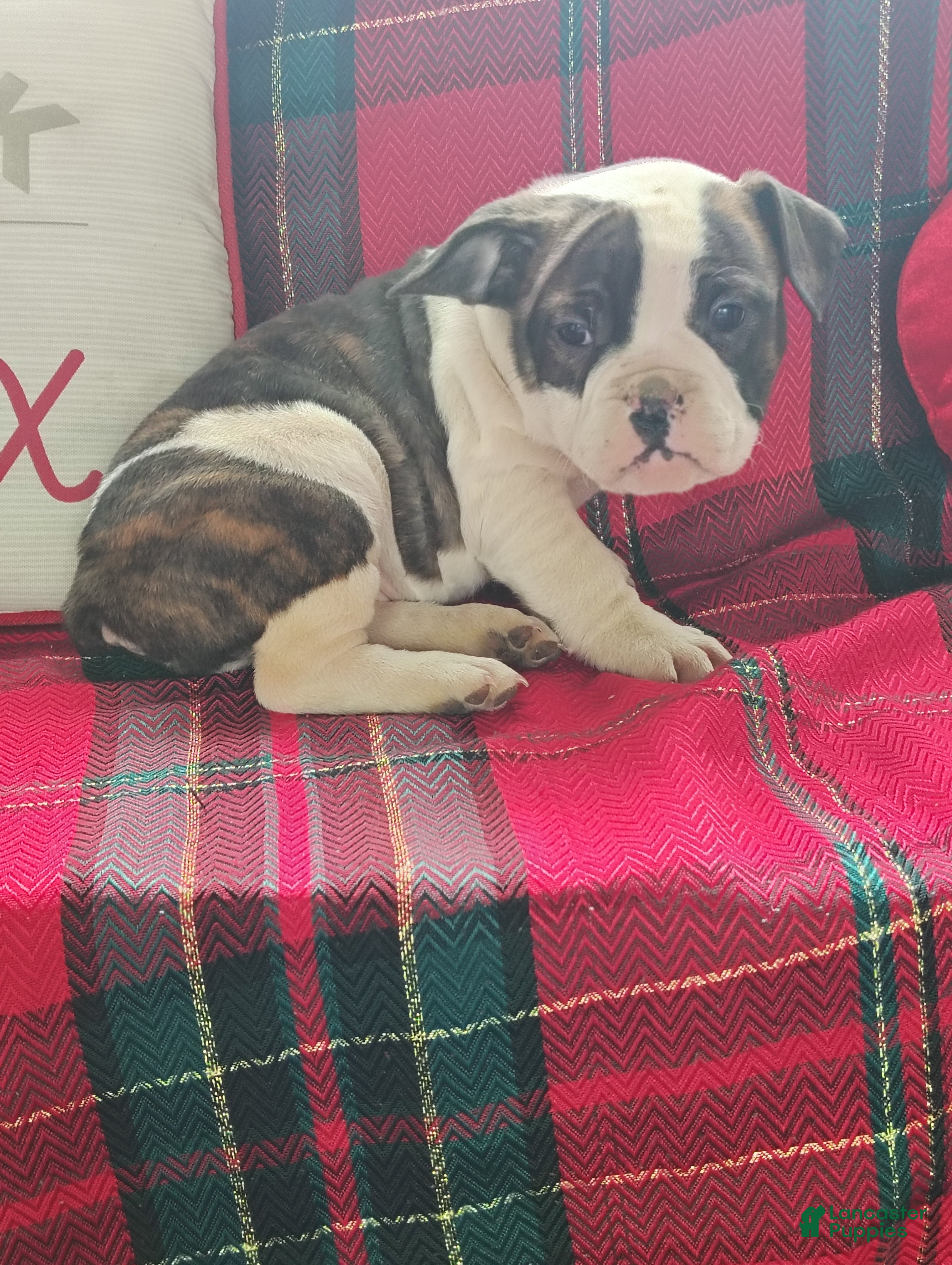 Olde English Bulldogge dogs Sheila  - Ad 34