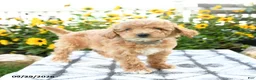 Bichpoo dogs for sale: Amara - Ad 3