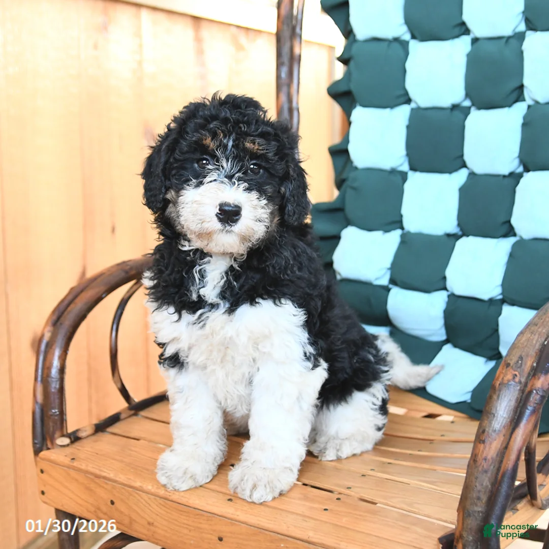 Mini Bernedoodle dogs for sale: Whitney - Ad 3