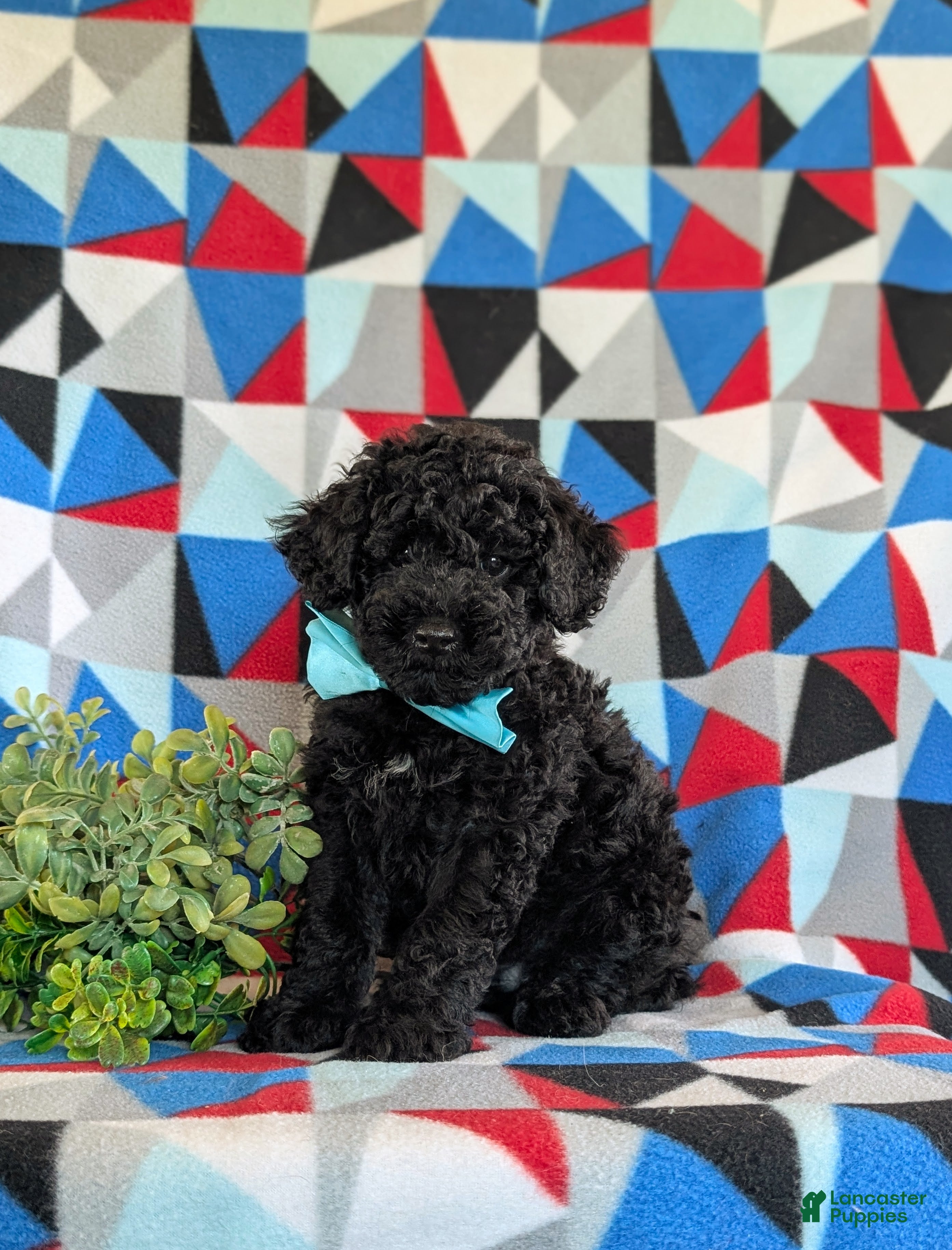 Miniature Poodle dogs Daeg - Ad 1