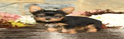 Yorkshire Terrier dogs for sale: Nelson - Ad 5