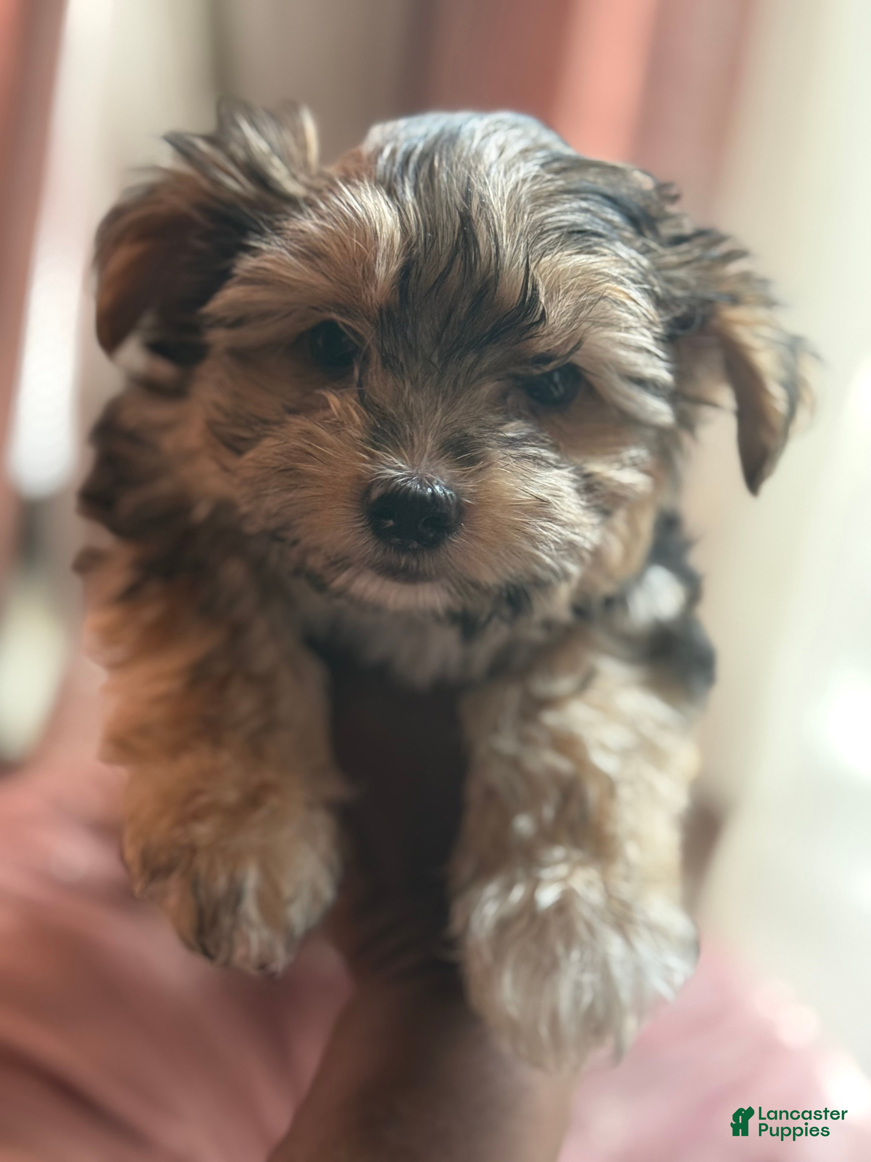 Mixed Breed dogs Yorkie Bichon Puppy 1 - Ad 1