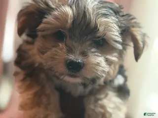 Mixed Breed dogs for sale: Yorkie Bichon Puppy 1 - Ad 4