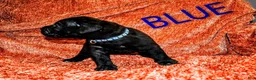 Presa Canario dogs for sale: Mr Neon  - Ad 87